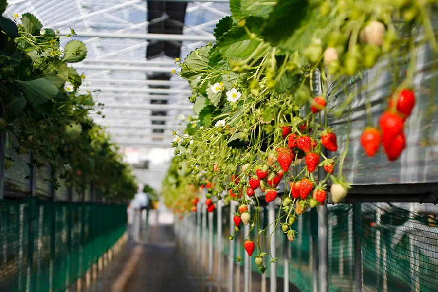 Agricultural-Greenhouse